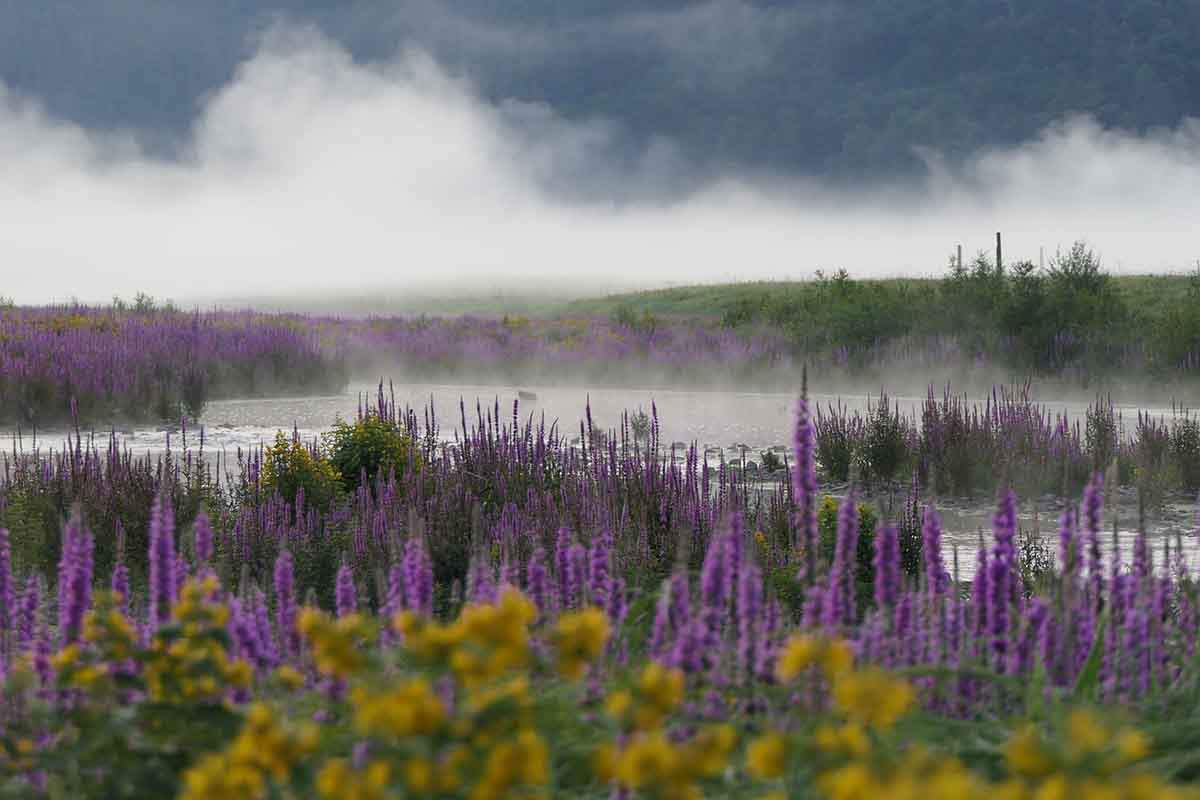 El ozono es una amenaza silenciosa para polinizadores y plantas