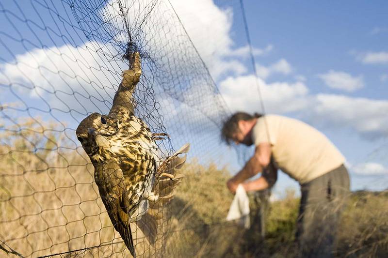 Un zorzal común atrapado en la red durante uno de los censos de aves migratorias que se realizan en la reserva / Foto: Josep Cano