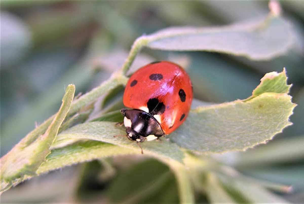 ¿Controlar las plagas sin pesticidas es posible? La mariquita común 'Coccinella septempunctata' es un depredador útil en el control de plagas/ Foto: UdL, Author provided