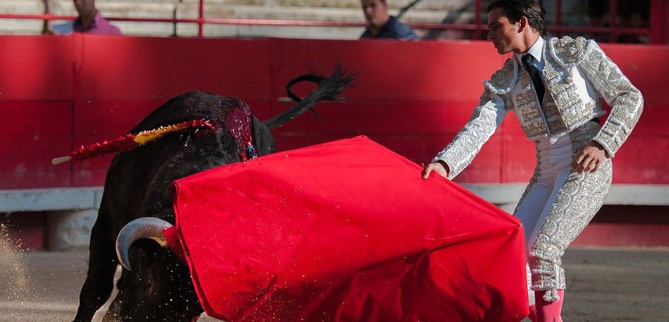 Escena típica de una corrida de toros, con el animal malherido embistiendo / Foto: Caropat