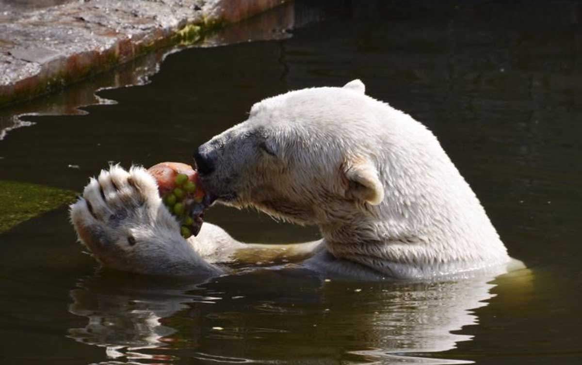 Oso polar en un zoológico. Los osos no son carnívoros, son omnívoros / Foto: EP