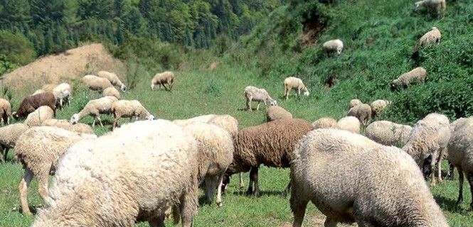 Grupo de ovejas en los bosques de Vallromanes / Foto: Ajuntament de Vallromanes