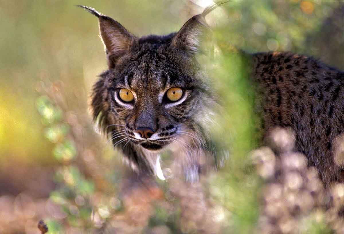 Lince ibérico. Peligro de extinción. Parque Nacional de Doñana / Foto:  Jorge Sierra - WWF - Archivo