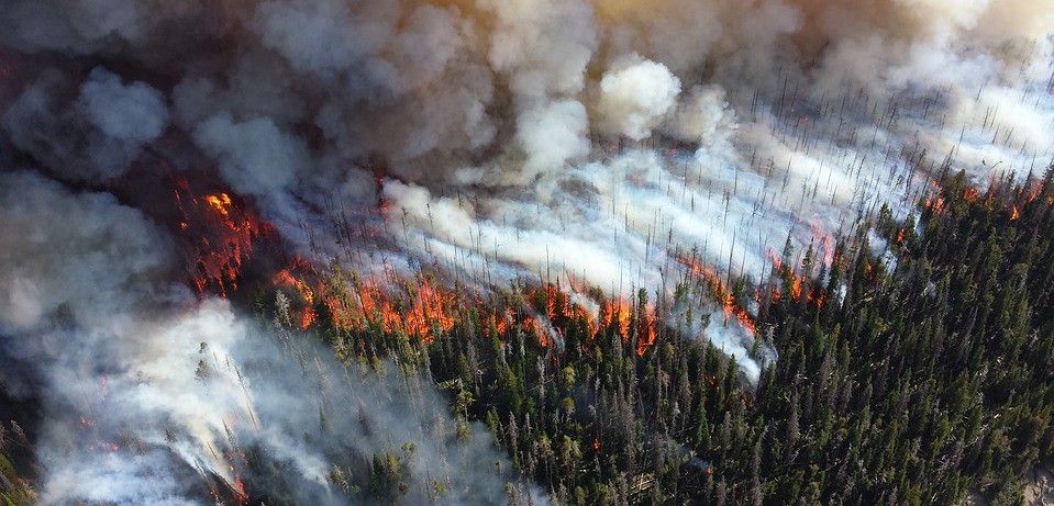 Un bosque de coníferas en llamas emitiendo grandes cantidades de carbono / Foto: Skeeze