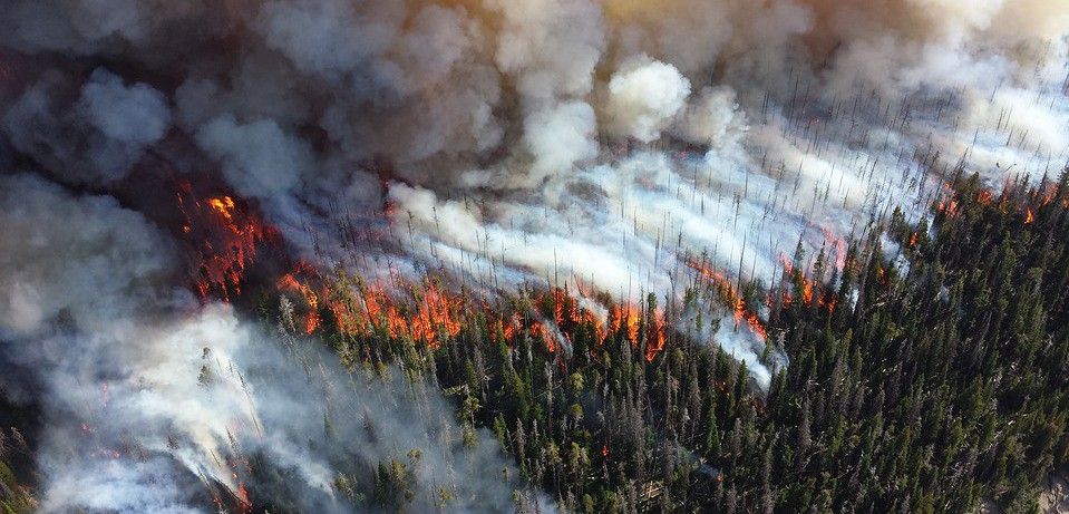 Un bosque de coníferas en llamas emitiendo grandes cantidades de carbono / Foto: Skeeze