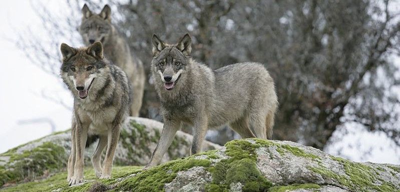 Un grupo de cánidos en un altozano castellano-leonés / Foto: Juan José González Vega