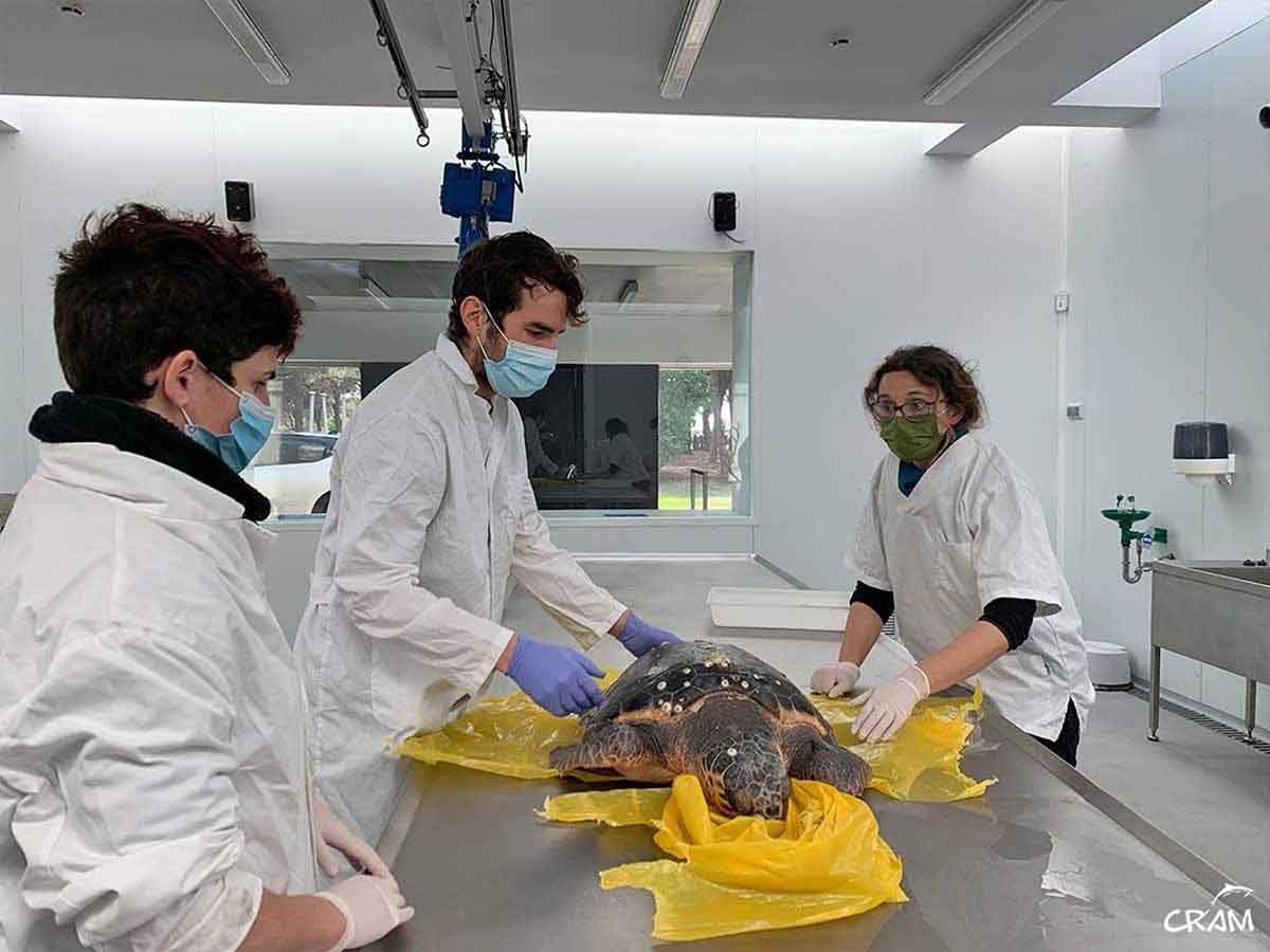 Técnicos/as del Cram atienden a una tortuga marina. Encuentran microplástico en el 89,7% de las tortugas / Foto: CRAM