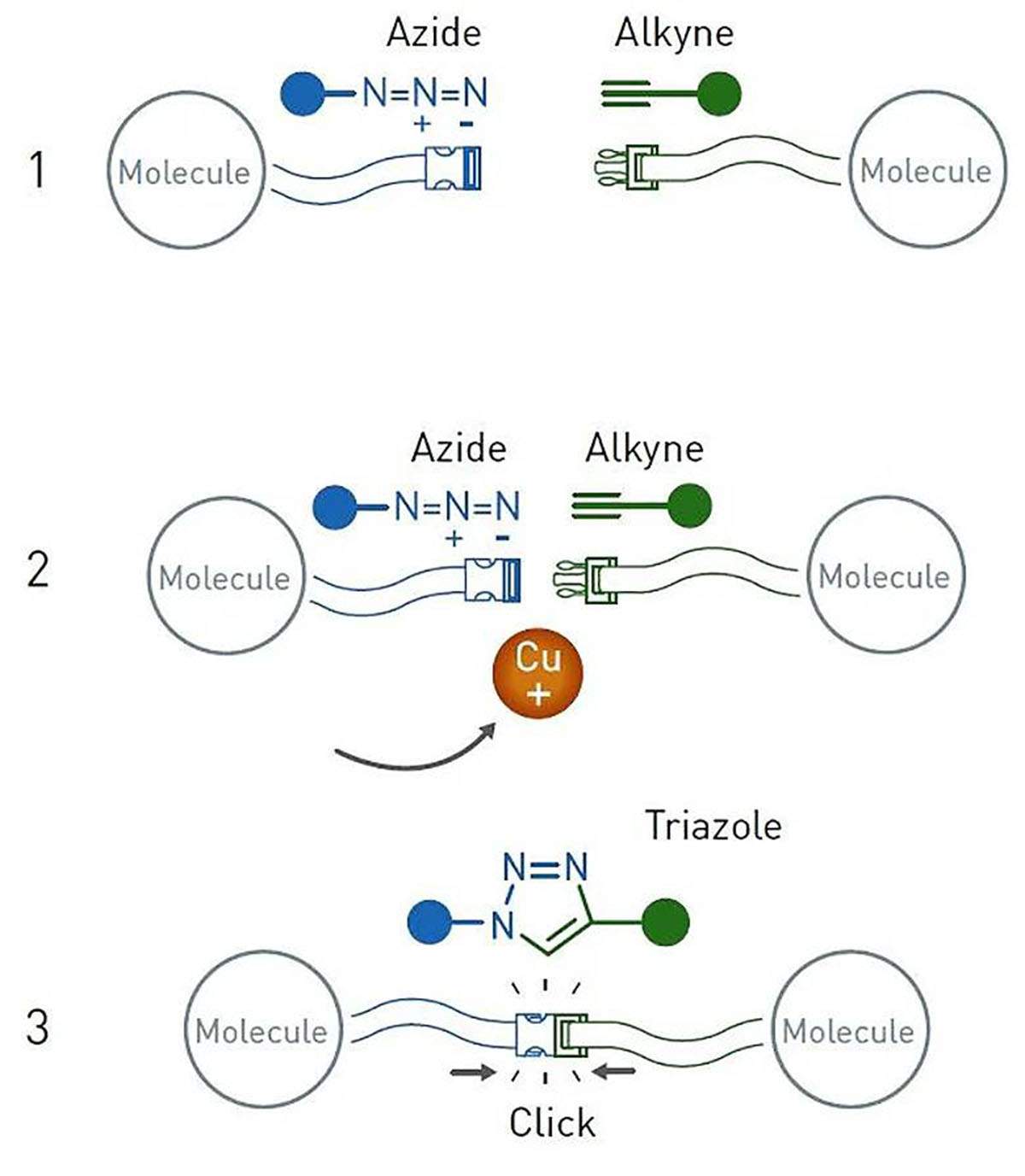 La química del clic o la cicloadición de azidas a alcalinos catalizada por cobre / Imagen: Nobel Prize