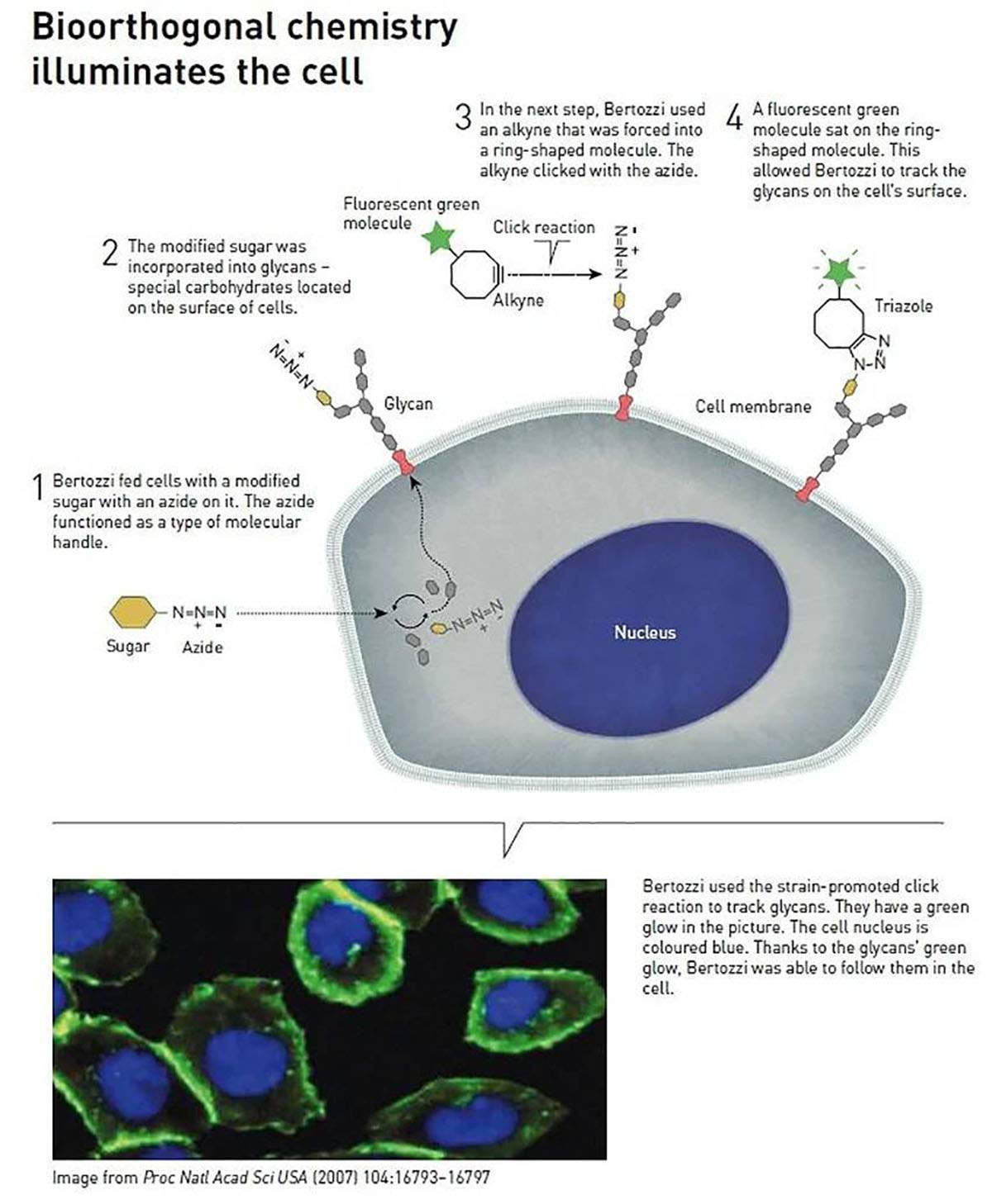 Reacciones bioortogonales para la investigación de las células / Imagen: Nobel Prize