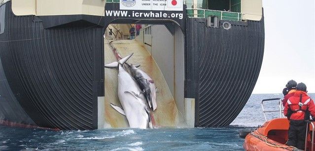 Ejemplares cargados en un barco ballenero / Foto: Australian Customs and Border Protection Service