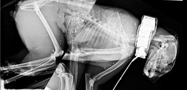 Radiografía del cuerpo del lince Marvel, acribillado con perdigones a corta distancia / Foto: Miguel Simón - Twitter