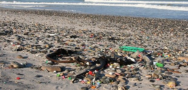 Residuos acumulados en una playa caribeña / Foto: Mareen / Marine Photobank