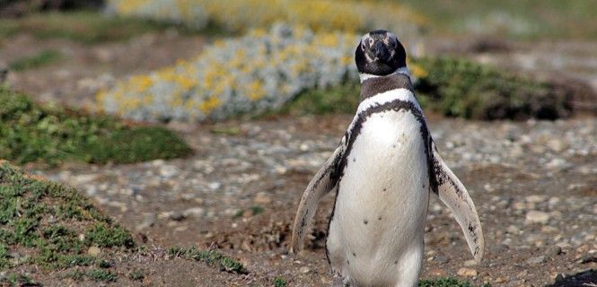 Ejemplar de pingüino de la Patagonia / Foto: Daniela Sánchez