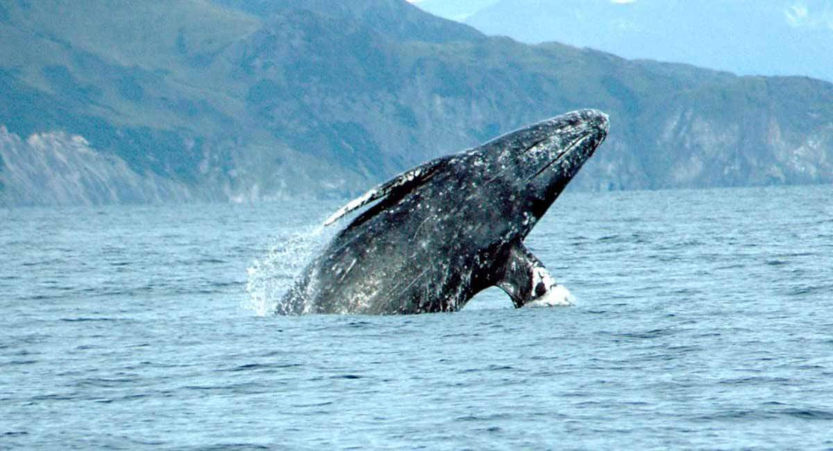 Ballena gris en grave reducción de población / Foto: NOAA