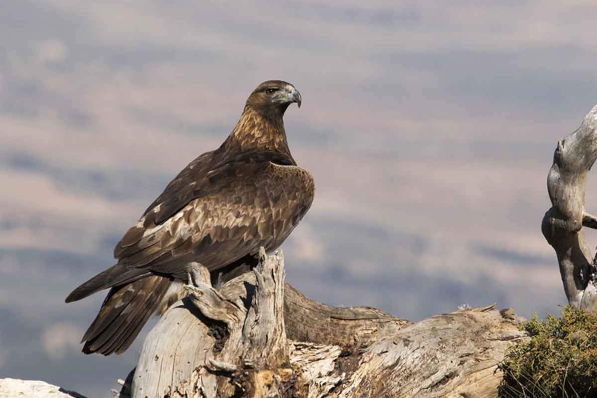 El águila real amenazada por la invasión eólica de Galicia / Foto: Eugenio José Martínez Noguera - EP