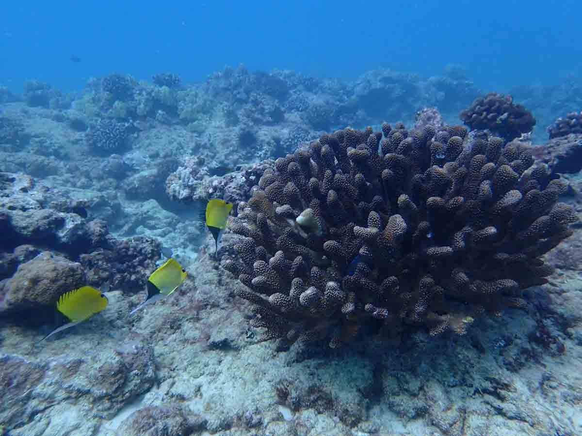 Las malas condiciones de los arrecifes de coral / Foto: Renee Setter