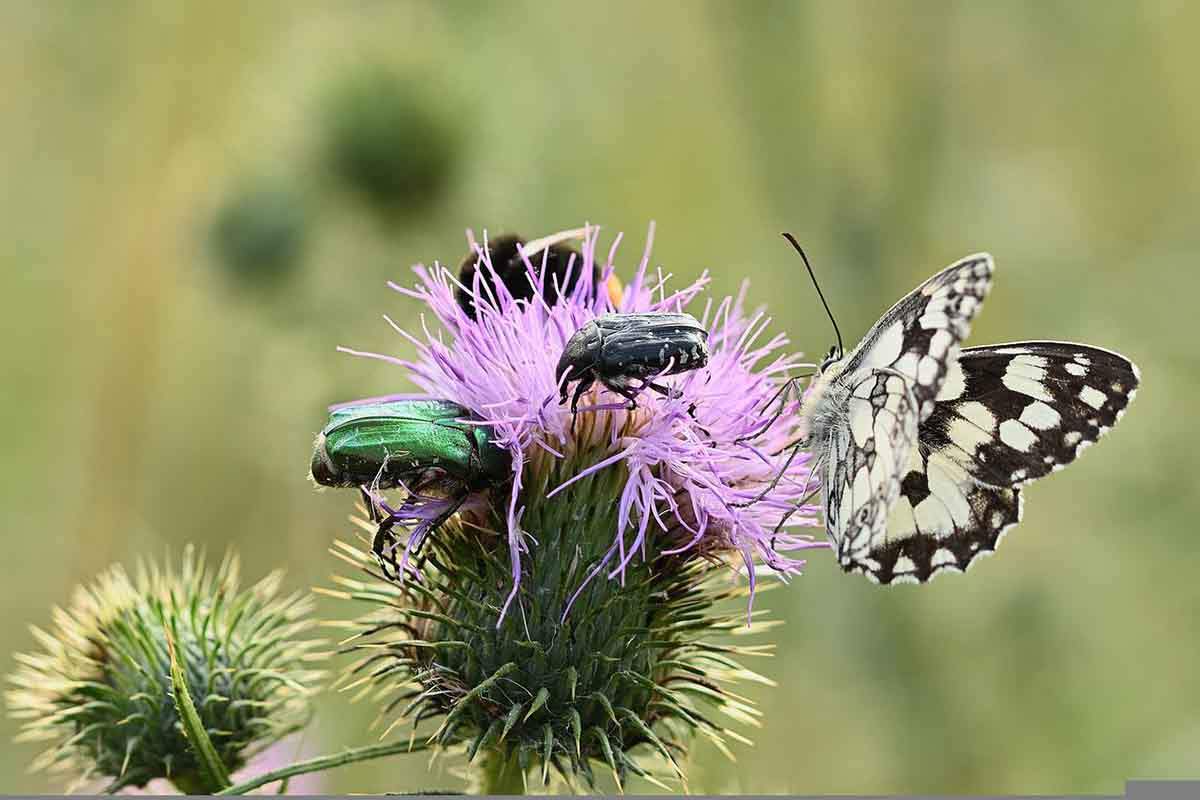 Los sírfidos de Europa están en riesgo de extinción / Foto: Pixabay