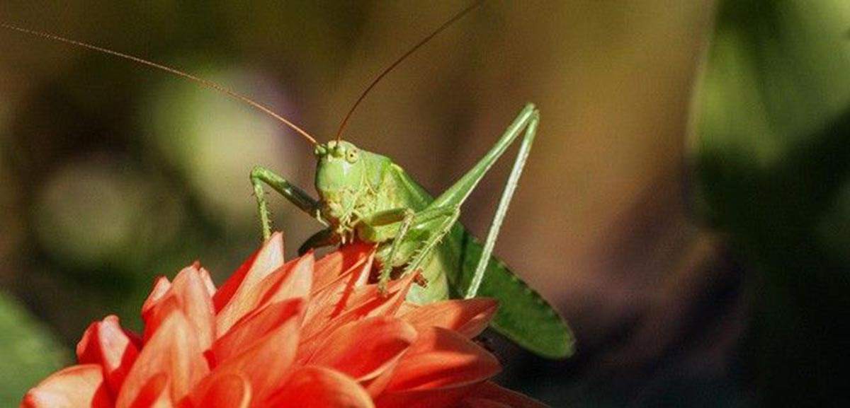Un 42% de las especies terrestres de invertebrados están en peligro de extinción. Insectos / Foto: Gellinger