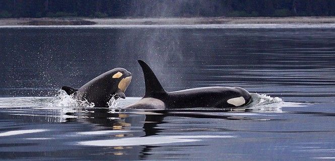 Dos orcas en las costas del Ártico / Foto: Skeeze