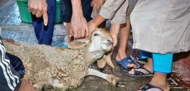Un cordero a punto de ser sacrificado en una fiesta musulmana en España / Foto: Igualdad Animal