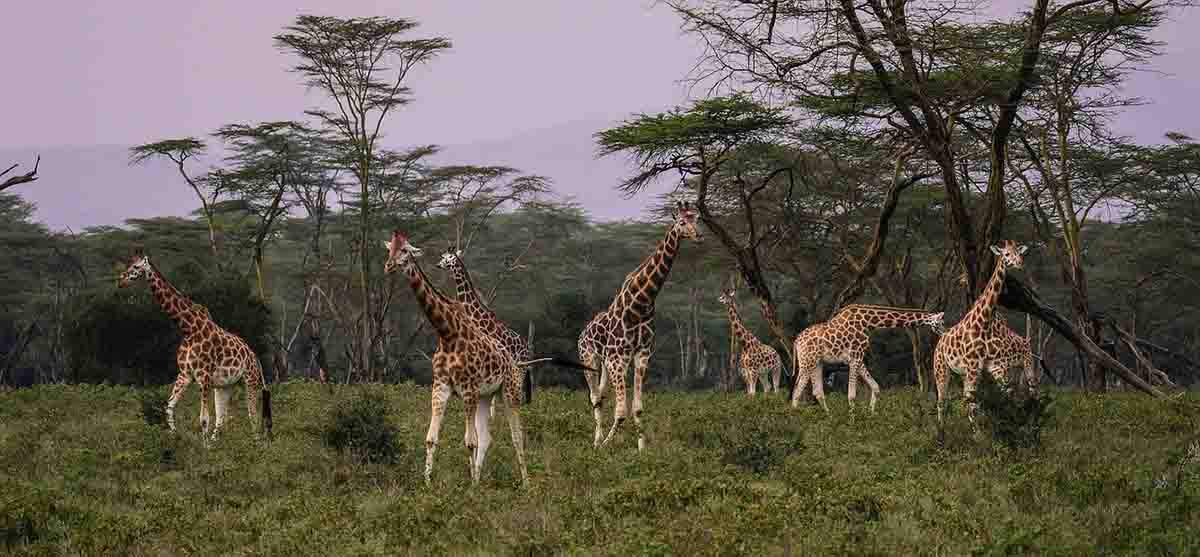 Las poblaciones de vertebrados están en grave declive. Jirafas en el Parque Nacional Etosha, Namibia / Foto: Pixabay