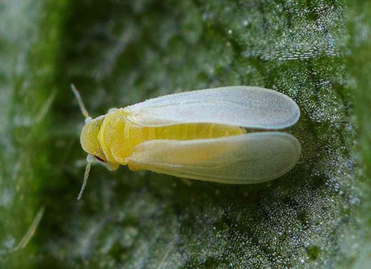 La mosca blanca de la hoja plateada ( Bemisia argentifolii Bellows y Perring), cuenta 49 genes vegetales transferidos / Foto: Ap