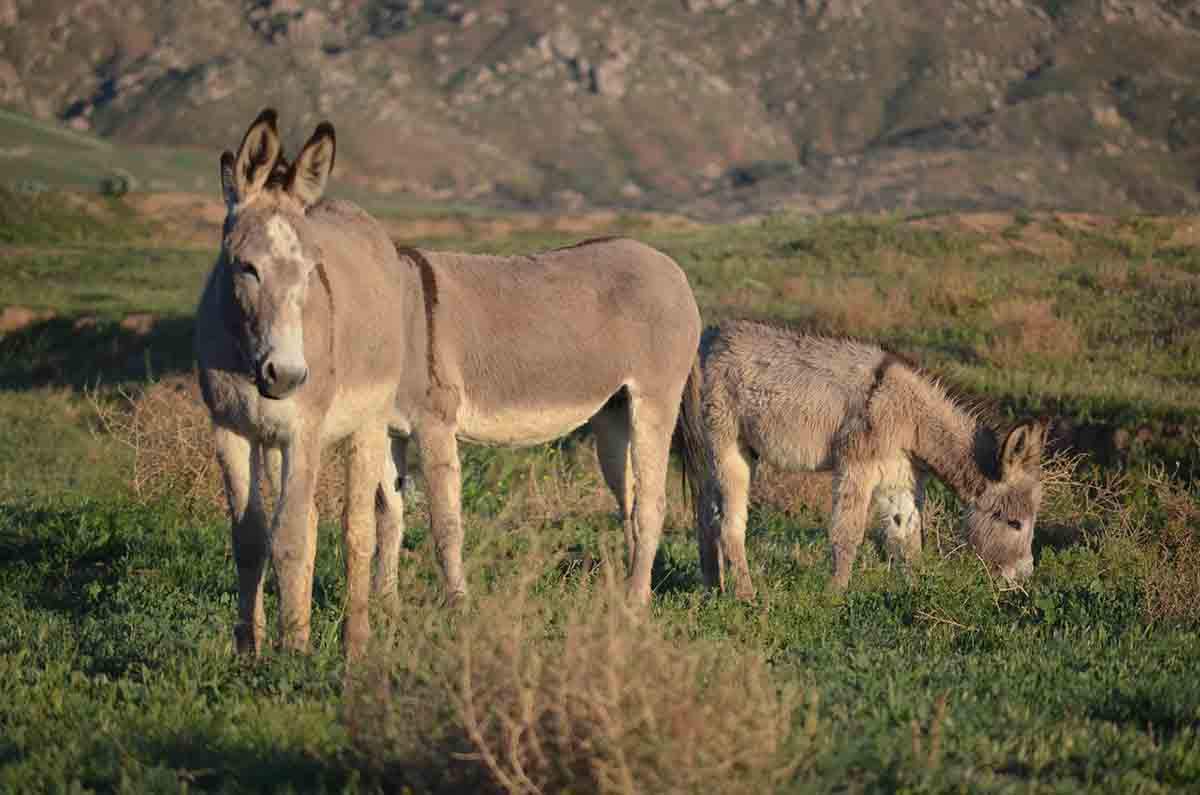 La manada de burros pastorean en el entorno del Parque Nacional de Doñana  / Foto: EP