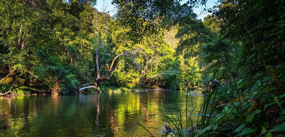 Los bosques de los trópicos son el mayor sumidero de carbono terrestre / Foto: Atlantios