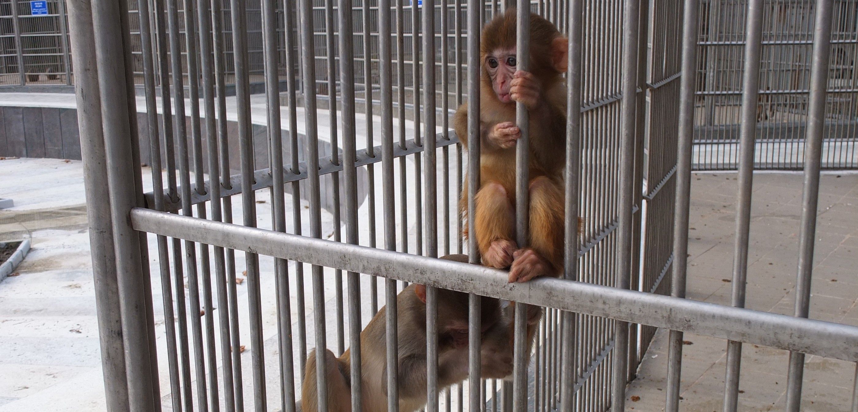 Macacos rhesus, la especie más utilizada en experimentos, en un centro de investigación / Foto: JMP