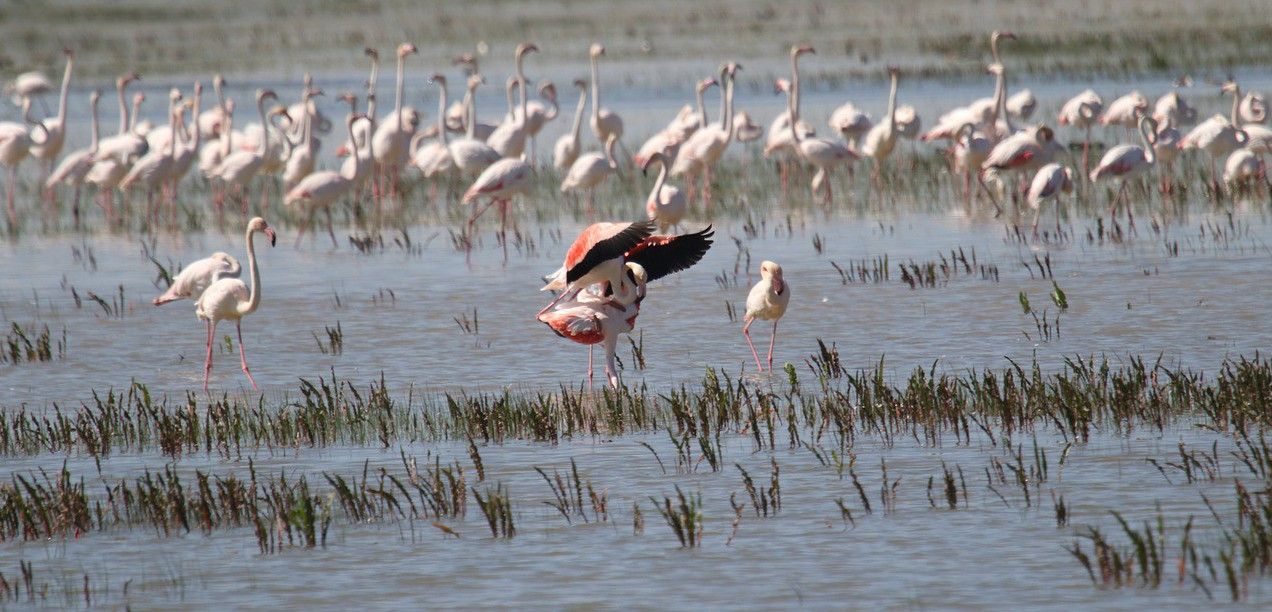 Flamencos en una de las lagunas del parque nacional andaluz / Foto: Barbee Anne