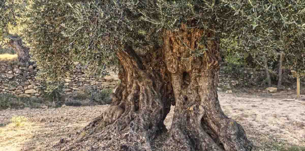 Árboles muy viejos mitigan el cambio climático / Foto: EP