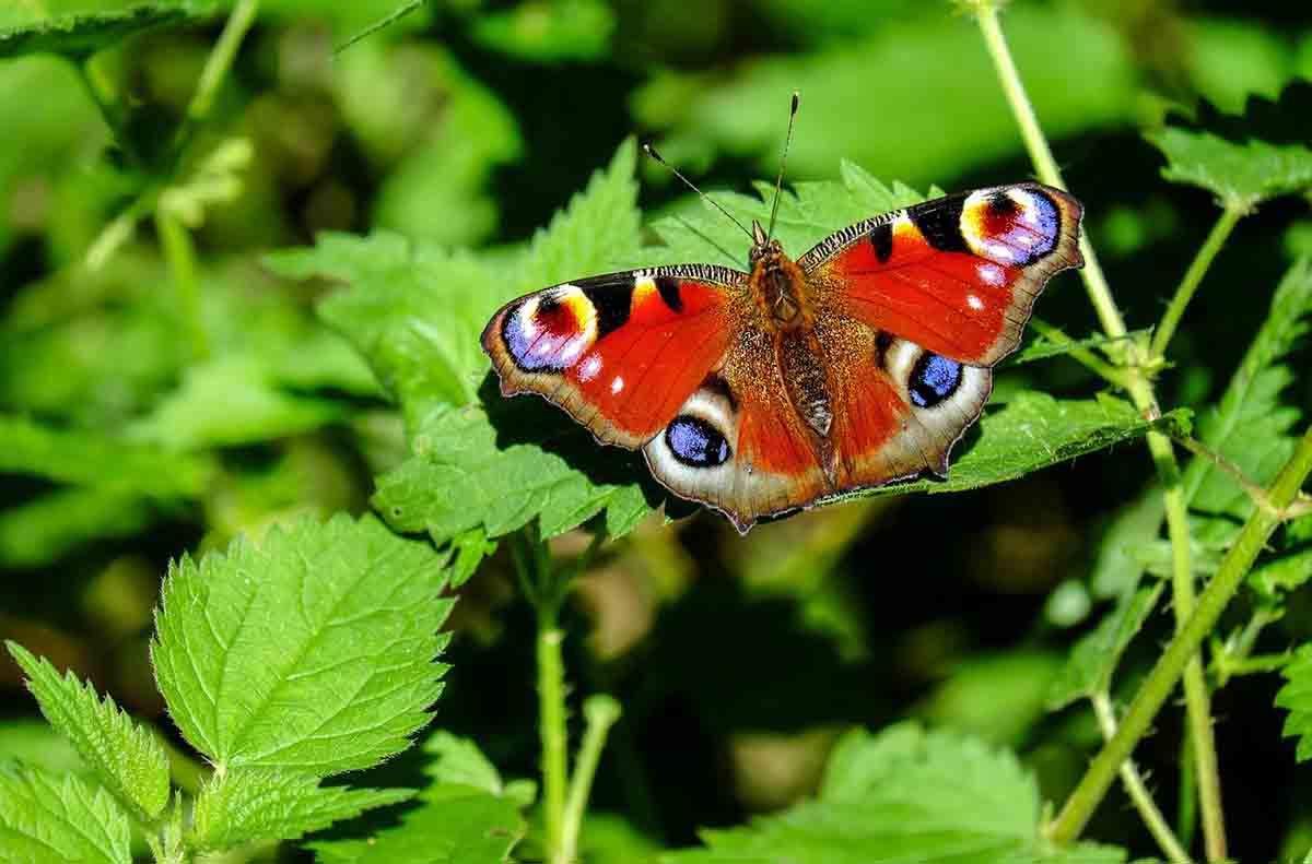 El efecto 'Mona Lisa' de las alas de la mariposa / Foto: Pixabay