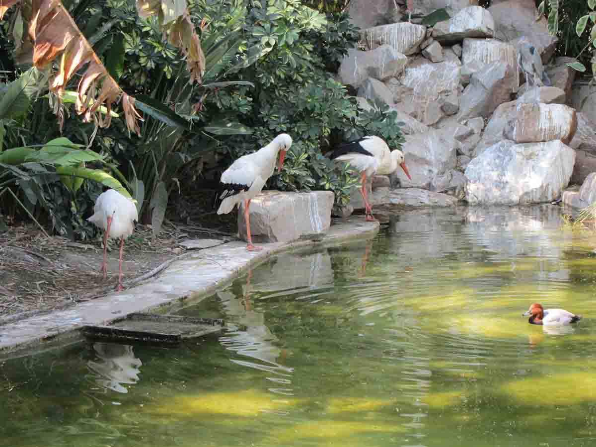 Tres cigüeñas muertas por gripe aviar en el río Guadalquivir / Foto: EP