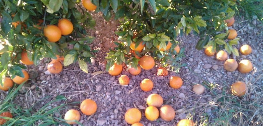 Cítricos echándose a perder en el suelo porque no sale a cuenta recoger la cosecha / Foto: AVA-Asaja