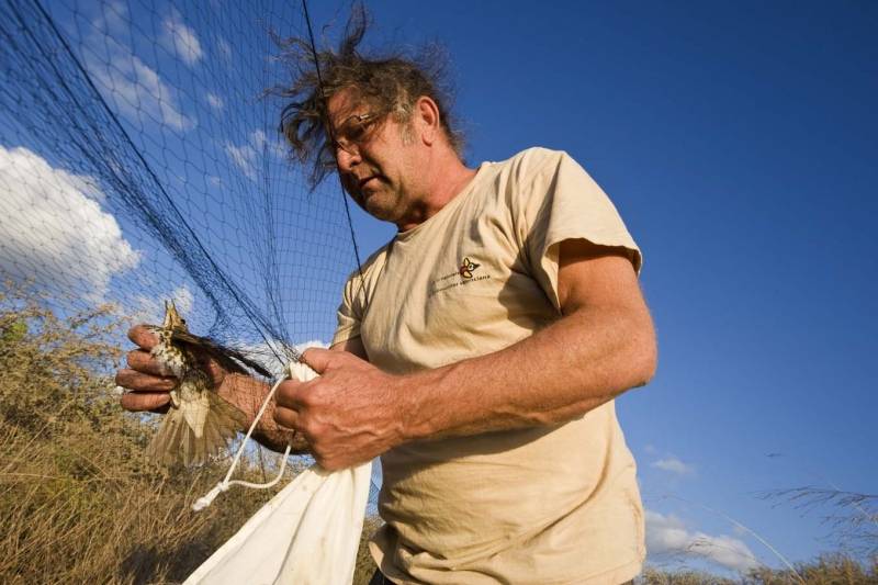 El guarda libera al ave de la malla para proceder a medirla, pesarla y evaluar su estado antes de devolverle la libertad / Foto: Josep Cano