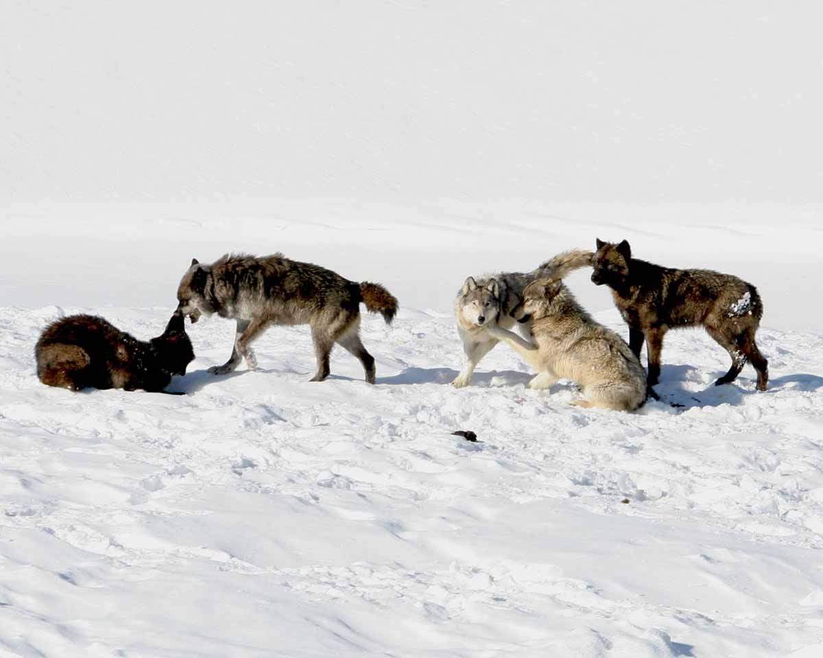 Hay un predominio de lobos de pelo oscuro. Imagen de la manada Mollie del Parque Nacional de Yellowstone  / Foto: Sinc