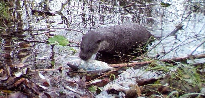 Una nutria se apropia de un pez usado como cebo en el estudio / Foto: Universidad de Georgia