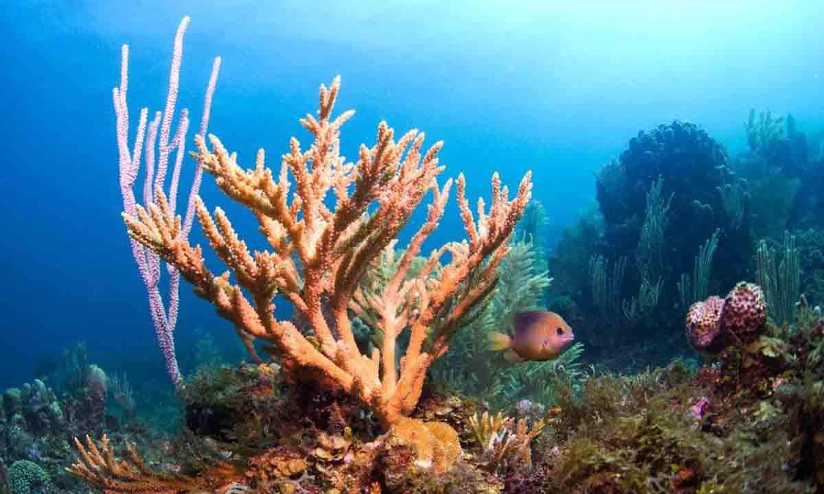 Áreas marinas protegidas mitigan el cambio climático / Foto: EP