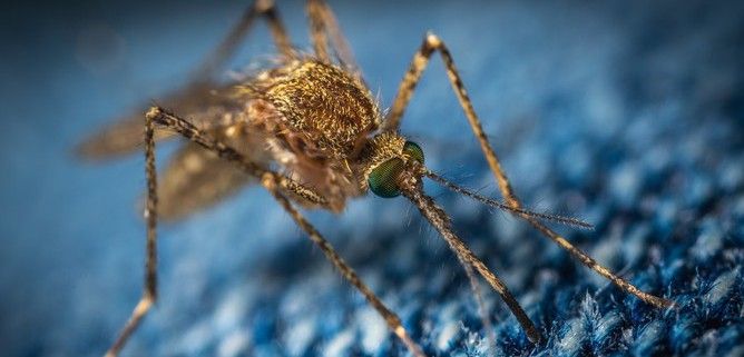Ejemplar de mosquito, transmisor de enfermedades tan graves como la malaria o el dengue / Foto: Pixabay