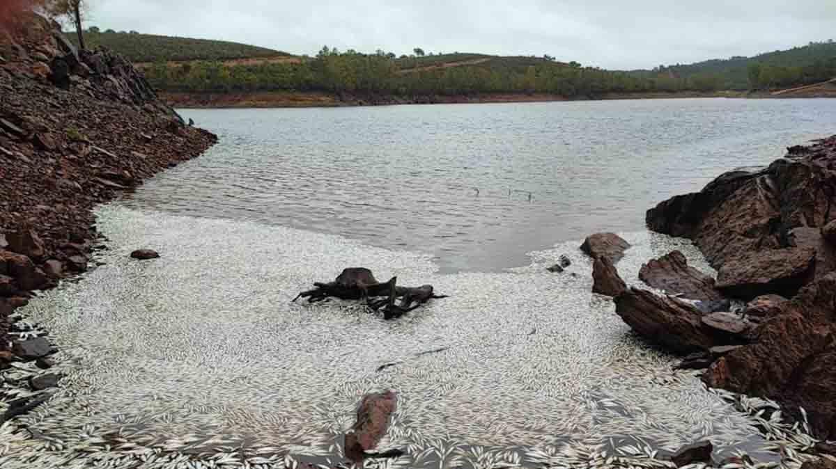 Peces muertos de la presa de Villar del Rey (Badajoz) / Foto: CHG