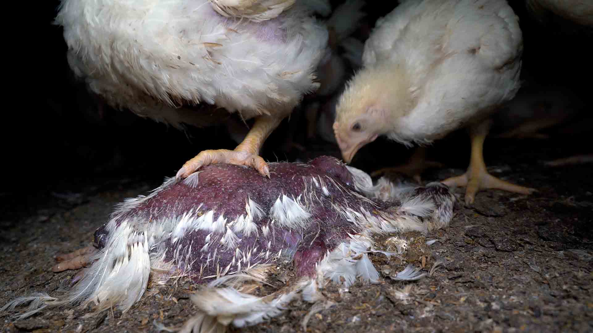 Una gallina sobre el cadáver de otra en una macrogranja avícola vinculada a Lidl / Foto: Equalia