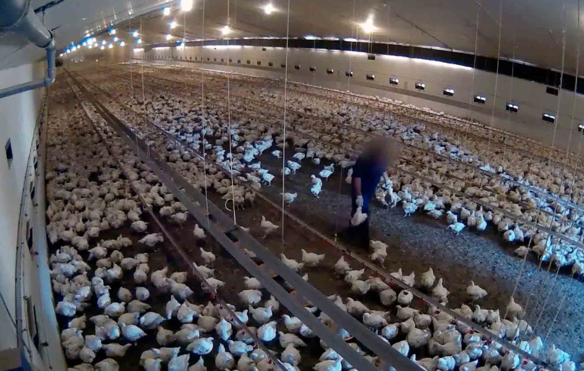 Interiores de una de las naves donde habitan miles de ejemplares de gallinas acinadas en una macrogranja avícola vinculada a Lidl / Foto: Equalia