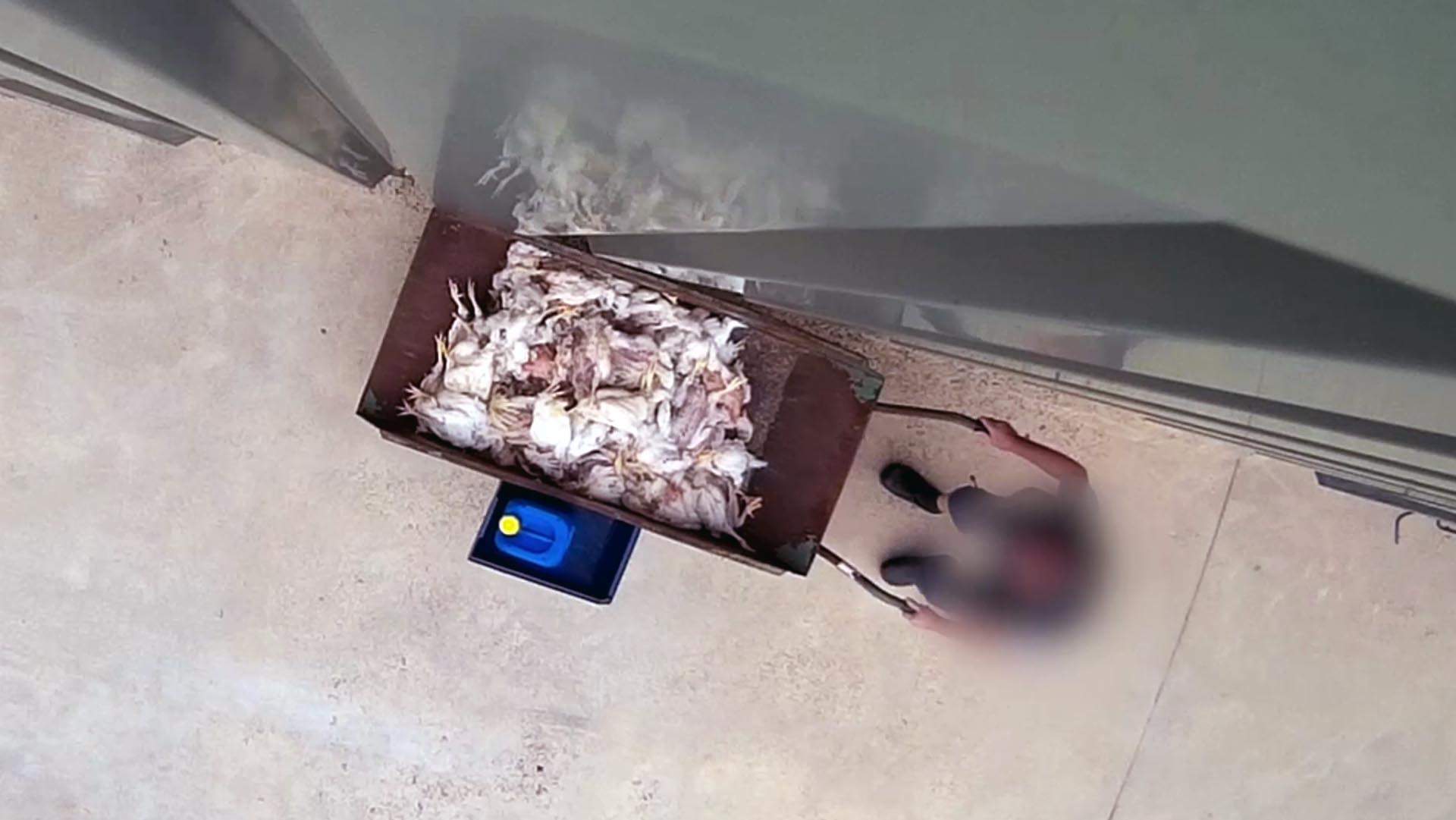 Un trabajador transporta en una carretilla decenas de cadáveres de gallinas en una macrogranja avícola vinculada a Lidl / Foto: Equalia