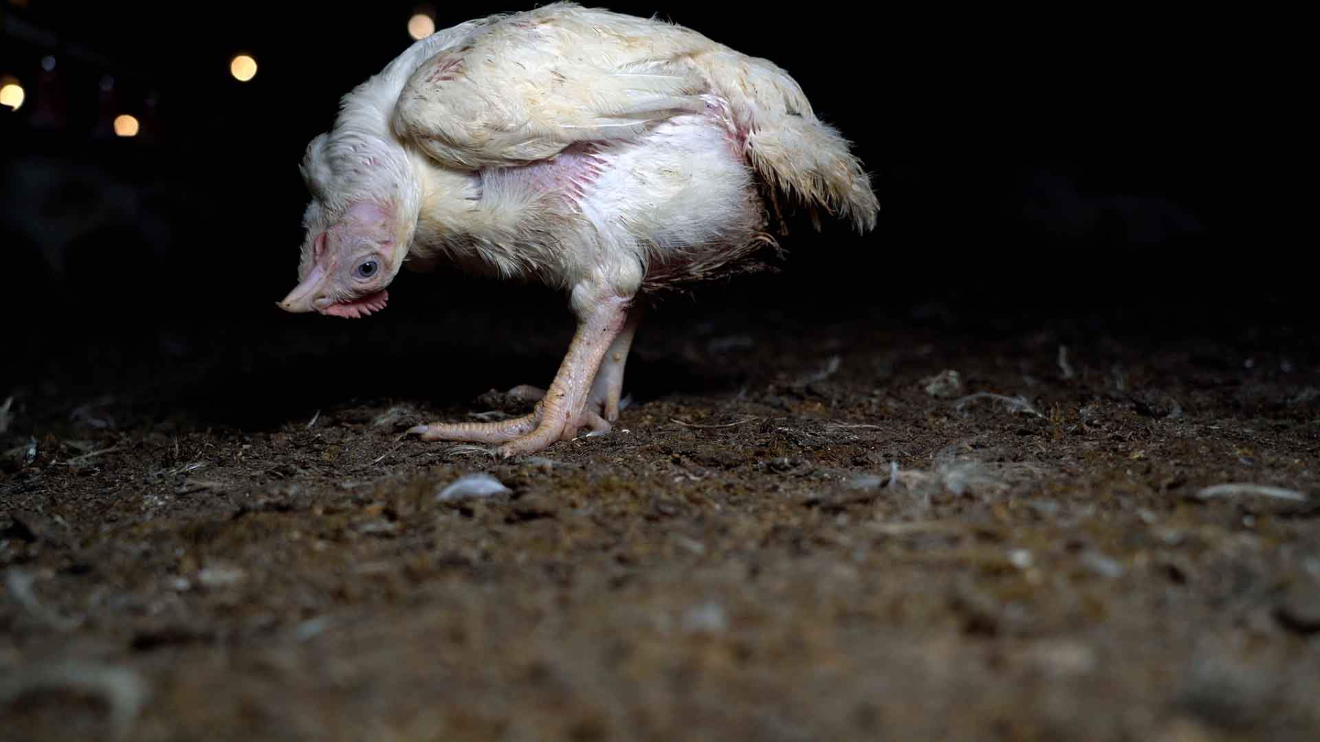 Un ejemplar de gallina de selección genética ‘broilers’ con una deformidad en el cuello en una macrogranja avícola vinculada a Lidl / Foto: Equalia