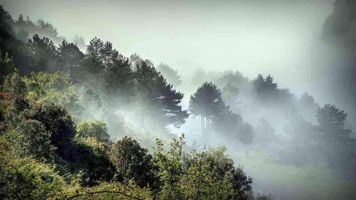 La memoria de los árboles  les permite sobrevivir a las adversidades climatológicas / Foto: Pixabay