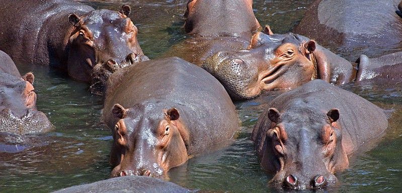 Hipopótamos en un parque natural zambiano / Foto: Wikipedia