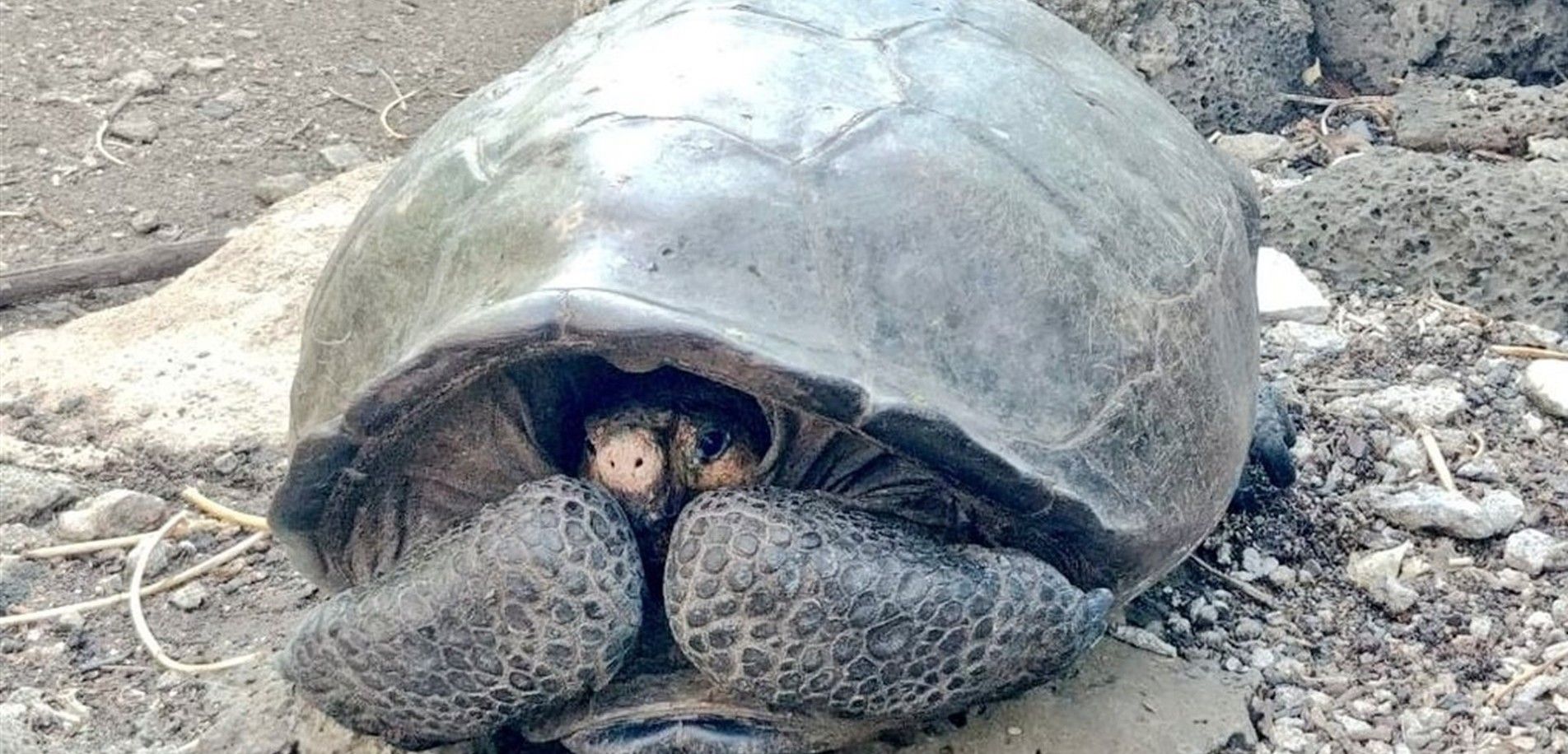Ejemplar de Chelonoidis phantasticus, la tortuga descubierta / Foto: Ministerio de Medio Ambiente de Ecuador