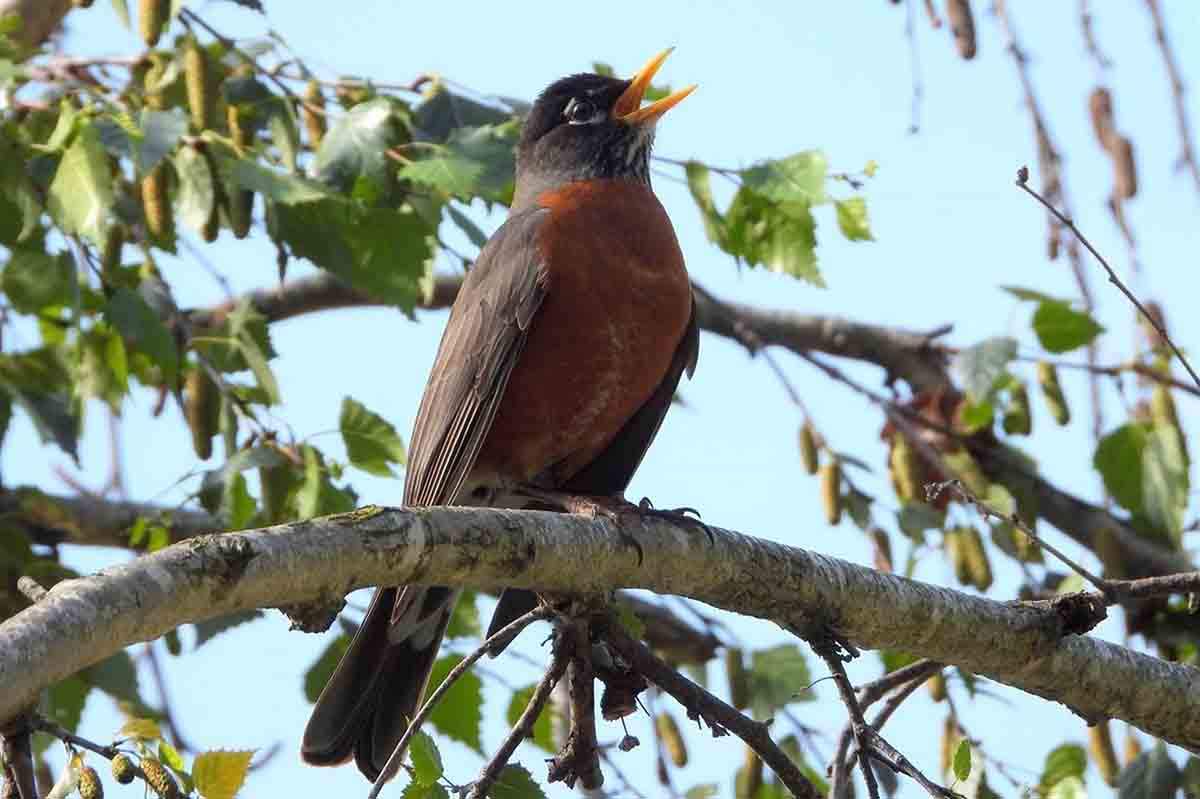 Aves cada vez más pequeñas debido al cambio climático / Foto: UCLA - EP