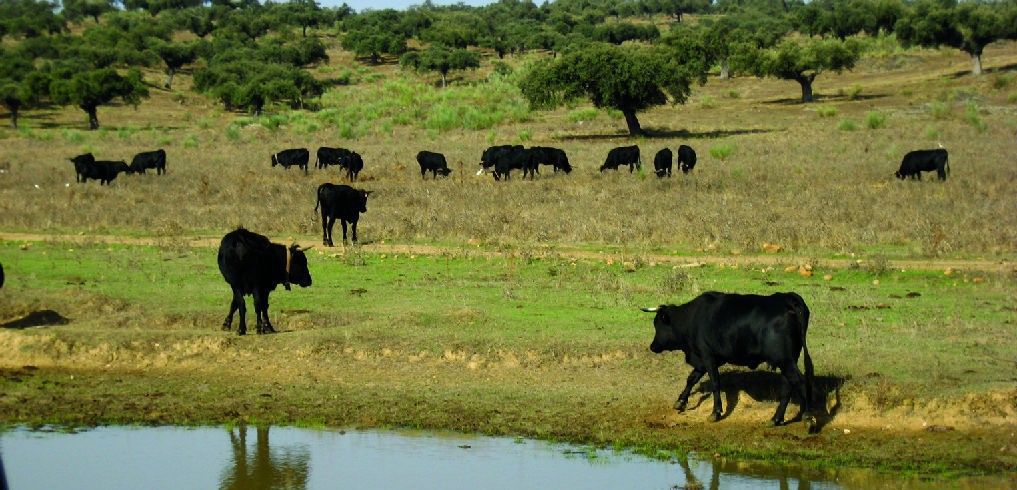 Un paisaje de dehesas con toros bravos atravesado por el recorrido / Foto: Ministerio de Agricultura