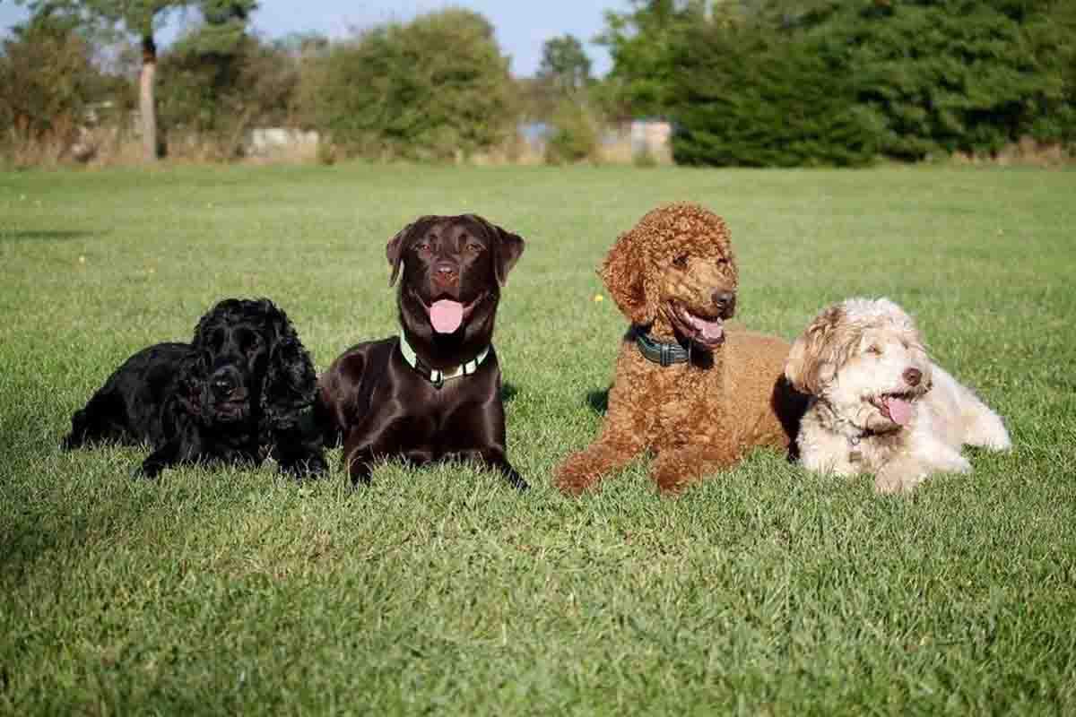 Todos los perros deben pasar una prueba de aptitud de convivencia. Ley de bienestar animal / Foto: RSCE